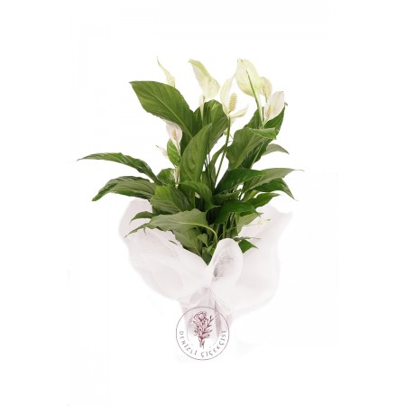 Spatifilyum Barış Çiçeği (Spathiphyllum)